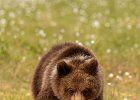 Brown Bear Cub (2).jpg